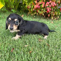 Porter - Black and cream male Dachshund puppy in Ranburne, Alabama from Camdox