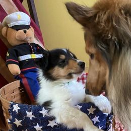Collies from Almost Heaven WV Collies