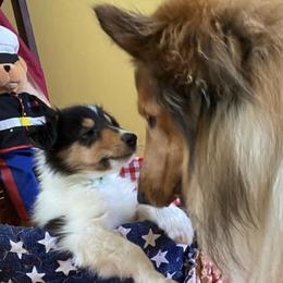 Collies from Almost Heaven WV Collies