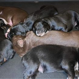 Australian Shepherd Puppies from 6J Aussies Australian Shepherds