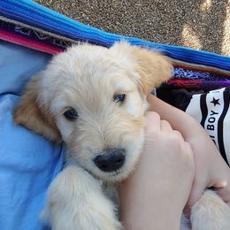 Goldendoodle Puppies from Lattesgoldendoodlepuppies