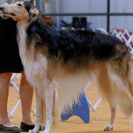 Lucky Strike - Borzoi