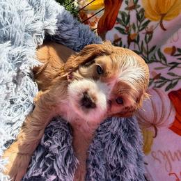 Yogi mint male - Red male Cocker Spaniel puppy in Howe, Indiana from A&J Kennel