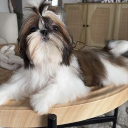 Celeste - Red and white female Shih Tzu puppy in Orlando, Florida from BethAsh Shih Tzu