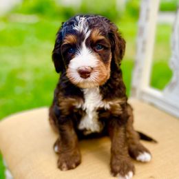 Harbor - Tri-color male Bernedoodle puppy in Mapleton, Utah from Natural Doodle Life