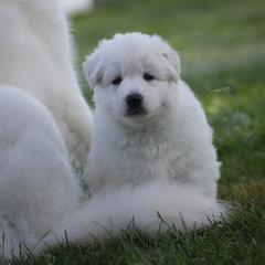 Berger Blanc Suisse Puppies from Nasha Comanda White Swiss Shepherds