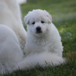 Berger Blanc Suisse Puppies from Nasha Comanda White Swiss Shepherds