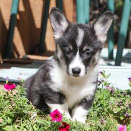Onyx - Black and tan female Pembroke Welsh Corgi puppy in Plains, Montana from Diamond Corgis