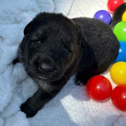 Rosie - Black and tan female Shiloh Shepherd puppy in Bartlett, Tennessee from The Mighty Quinn Shilohs