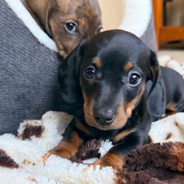 Rudy - Black and tan male Dachshund puppy in Cumberland, Wisconsin from Homestead Doxies & Shepherds LLC