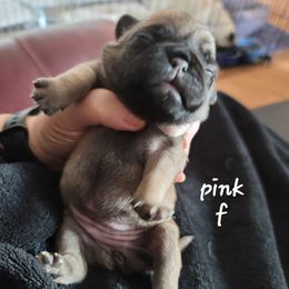Girl 1 - Fawn female Pug puppy in Phoenix, Arizona from Pug Place Phoenix
