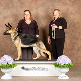 German Shepherd All Grown Up from TNT Pups