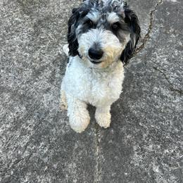 Aussiedoodle puppies from My Classy Doodles