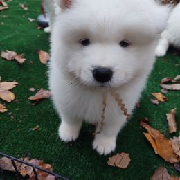 Borzoi and Samoyed Puppies from Kalabria