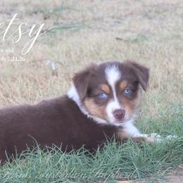 Betsy - Red tri female Miniature Australian Shepherd puppy in Grandfield, Oklahoma from Hunt Farms Australian Shepherds