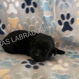 Boy 1 - Black male Labrador Retriever puppy in Palmdale, California from Sweet As Sugar Labradors