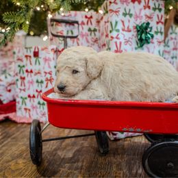 Elsa - Cream female Poodle puppy in Leonard, Texas from Laird Farms