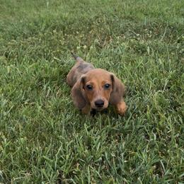 Boy 1 - Dapple male Dachshund puppy in Stilwell, Oklahoma from Starr Springs Doxies