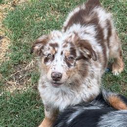 Jax - Red merle male Australian Shepherd puppy in Plant City, Florida from G2K9’s