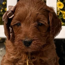 Willow - Red female Double Doodle puppy in Deer Park, Washington from Doodle Paw Ranch