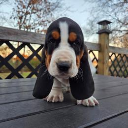 Rosco - Black brown and white male Basset Hound puppy in Denison, Texas from Emma Lou's Baby Bassets