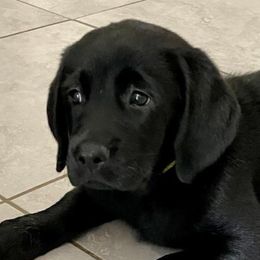 Boy 3 - Black Labrador Retriever puppy in Hutto, Texas from Texas Bluebonnet Labs