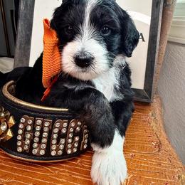 Orange - Tri-color male Bernedoodle puppy in Curtice, Ohio from The Pink Doghouse