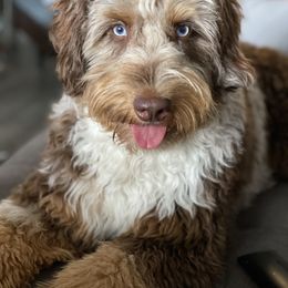 Aussiedoodle Puppies from Gore Doodle Ranch