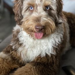 Aussiedoodle Puppies from Gore Doodle Ranch