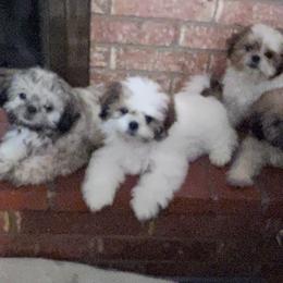 Shih Tzu Puppies from Willow’s Wonderful Shih Tzu