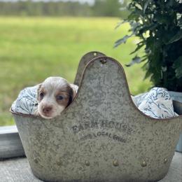 Piebald - Piebald male Dachshund puppy in Crestview, Florida from Neverending Dachies