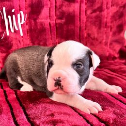 Chip - Seal brown male American Pit Bull Terrier puppy in Nine Mile Falls, Washington from Bartin Kennels