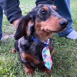Cooper Ray Crabtree - Dapple male Dachshund puppy in Sulphur Rock, Arkansas from Chelisa's Dachshunds