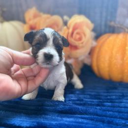 Gizmo - Parti male Yorkshire Terrier puppy in Howe, Oklahoma from Ray Holder