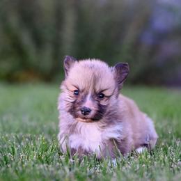 Nessi - Fawn female Pembroke Welsh Corgi puppy in Mona, Utah from Sorensen Corgis