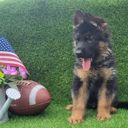 Male 2 Colter - Black and red male German Shepherd puppy in Rockfield, Kentucky from Cheveyo German Shepherds