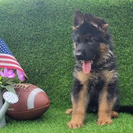 Male 2 Colter - Black and red male German Shepherd puppy in Rockfield, Kentucky from Cheveyo German Shepherds