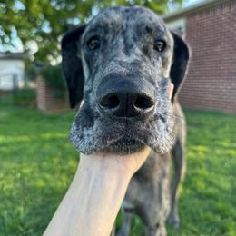Great Dane puppies from Bright Danes of Texas