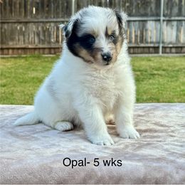 Opal - White blue merle and tan female Shetland Sheepdog puppy in Abilene, Texas from Double Dare Shelties