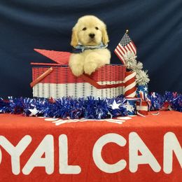 Golden Retriever Puppies from SUN-GOLDEN KENNELS