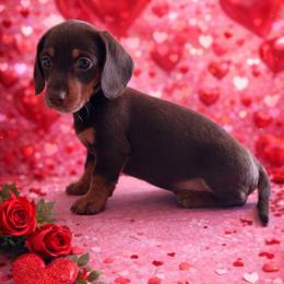 Champagne (Ellie Jo) - Chocolate and tan female Dachshund puppy in Live Oak, Florida from Johnson’s Weiner Farm