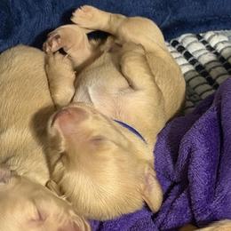 Blue :) Has a home with the Scott family - Cream male Dachshund puppy in Hazlehurst, Georgia from DrakeFire Dachshunds