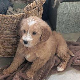 Bernedoodle puppies from rising sun duck tollers