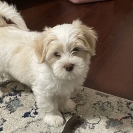 Gabriel - Havanese puppy from Dean Supreme