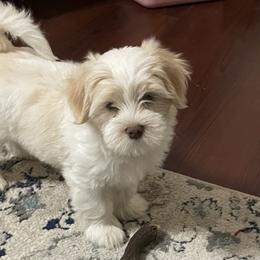 Gabriel - Havanese puppy from Dean Supreme