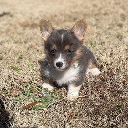 American Corgi and Pembroke Welsh Corgi Puppies from Tori’s Sassy Corgis