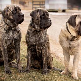 Mastiffs from Delamar Mastiffs