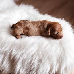 Love - Dapple female Dachshund puppy in East Bend, North Carolina from Yadkin Valley Dachshunds