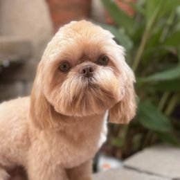 Koby - Shih Tzu