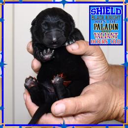 Shield the Black Knight - Black male German Shepherd puppy in Murrieta, California from Diamond Oaks German Shepherds